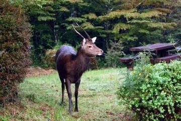 A wild deer we saw in the woods