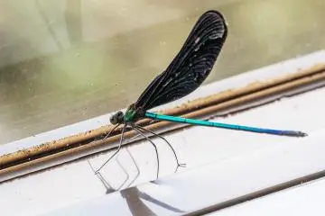 This colorful damselfly visited the inside of a restaurant near the bus center