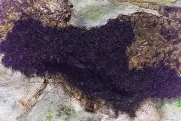 Inside Akiyoshi Cave, bats gather on the vaulted ceiling; six species live here