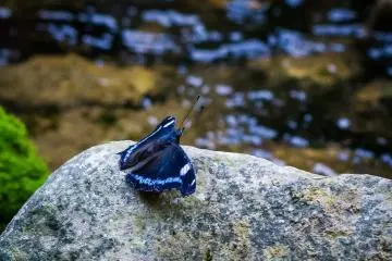  A Blue Admiral (Kaniska canace), resting along the Ina River flowing out of Akiyoshi Cave