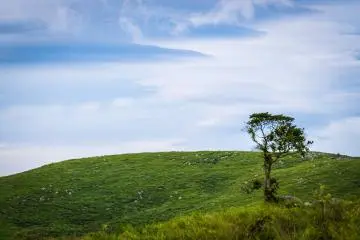 A lone tree survives on this hill, dominated by grasses after centuries of seasonal burnings