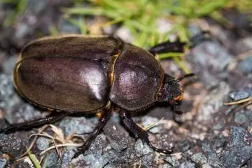 A female Japanese Rhinoceros Beetle (Trypoxylus dichotomus) crawls along one of the many trails in the early evening