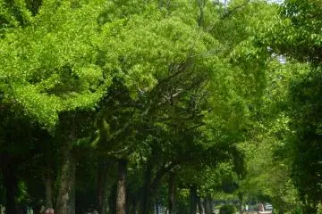 With shady trees and lots of park benches, the walk around the Hiroshima castle is perfect for an afternoon stroll