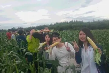 Corn harvest