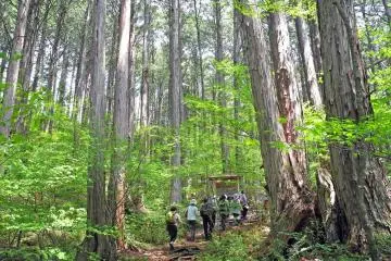La forêt d'Akazawa