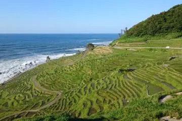 시리요네 센마이다 논밭