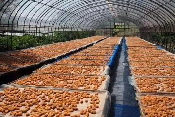 Drying plums