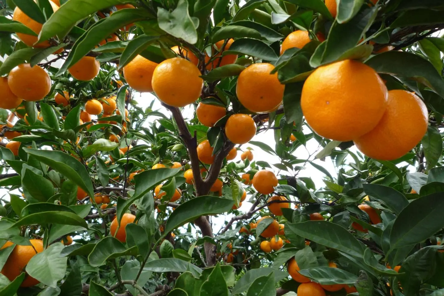 Unshu mikan