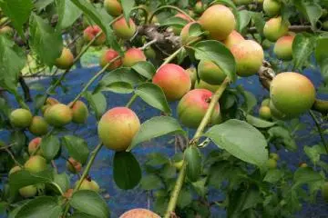 Des prunes