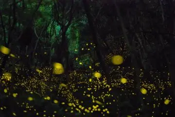 Fireflies