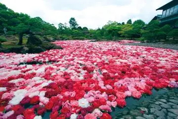 이케이즈미 모란꽃