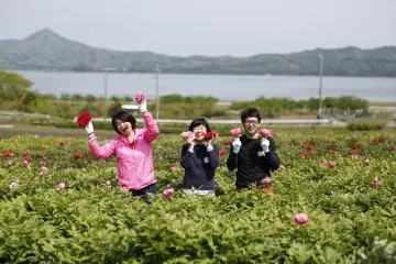 모란꽃과 나카우미