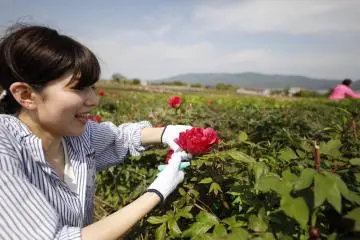 모란꽃 따기