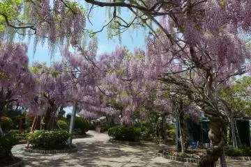 Sera Fuji Garden