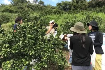 Oranges Waseda 