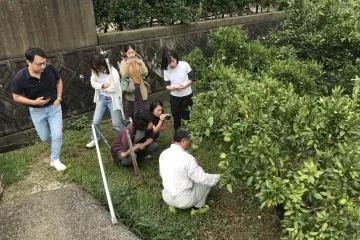 Explications de la culture des citrons