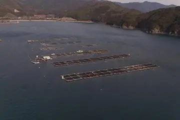 Aquaculture rafts in the bay