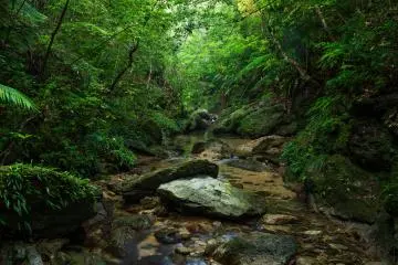 Forest Yanbaru of Higashi Village