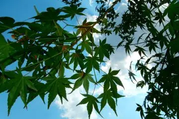 Japanese maples are planted along the street