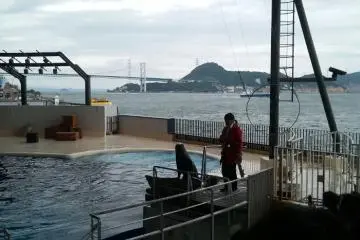 멋진 간몬해협을 배경으로 진행되는 돌고래쇼!