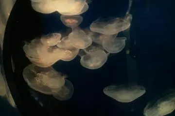미니 해파리!