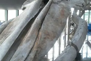전세계에서도 보기 힘든 흰수염고래의 골격 표본!