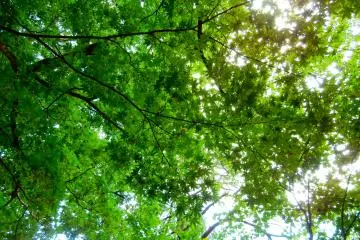Japanese maples are essential in traditional Japanese gardens