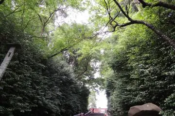 Staircase surrounded by nature