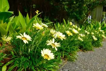 Flowers in the park