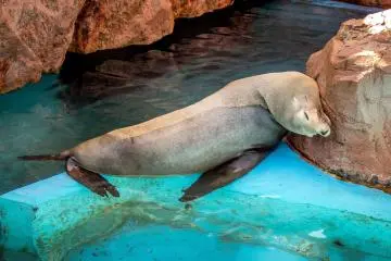 Close to the main entrance is an outdoor sea lion enclosure where you can often see these creatures resting in the sun