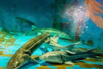 Within this round tank are over 450 species of fish and sea creatures
