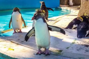 Penguin Island or otherwise known as ‘Penguin Jima’, features many different species of penguins, most of which have been bred in captivity