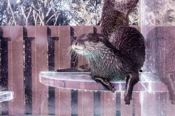 ‘Auso-no-Mori or otter forest’. This special enclosure allows visitors to interact with otters and other rare animals