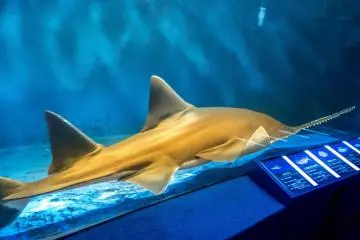 Don’t be surprised to see several species of sharks swimming by with some measuring over three meters in length