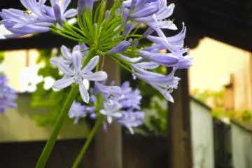 <p>สวนคิว-ยะซุดะ</p>