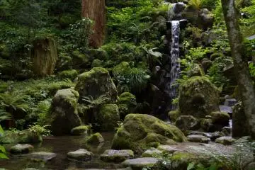 Rocks and giant cedar trees covered with moss, fern and small waterfalls dominate the surroundings