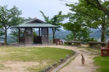 Un chat dans le parc Senkō-ji