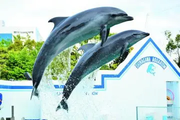 品川水族馆