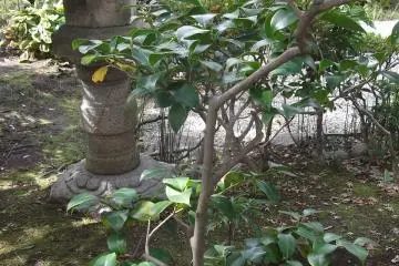 A lantern for the garden