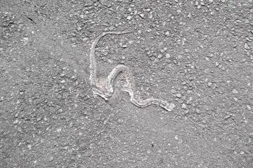 Watch out for snakes!