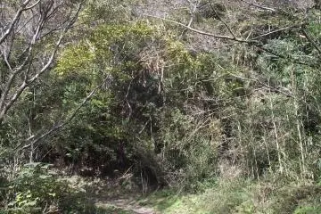 The hill is covered with forest