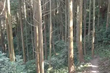 Unlike me, the trees are tall and slender