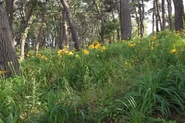 <p>The forest is lushly green and full of flowers</p>