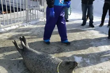 The seals are playful and incredibly sweet