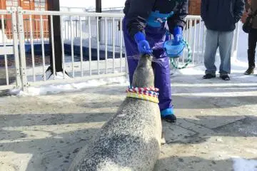 The earless seals at the Okhotsk Tokkari Center are adept at a range of tricks!