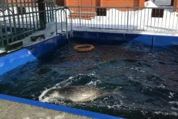 They sure like their icy water!