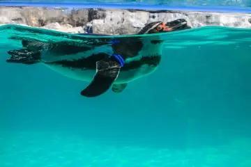 <p>นกเพนกวิน Humboldt Rockhopper Fairy และ King สามารถพบได้ที่โตเกียว ซี ไลฟ์ ปาร์ค</p>