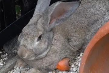 Resident Rabbit, Peter (Photo: S.C. Kurokawa)