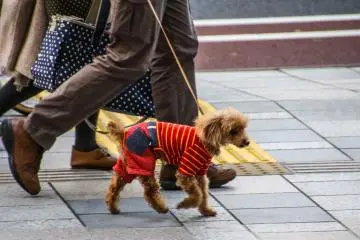 It's not just the people who enjoy dressing up...
