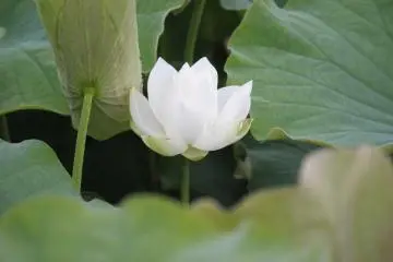 Kodai Hasu no Sato in Gyoda